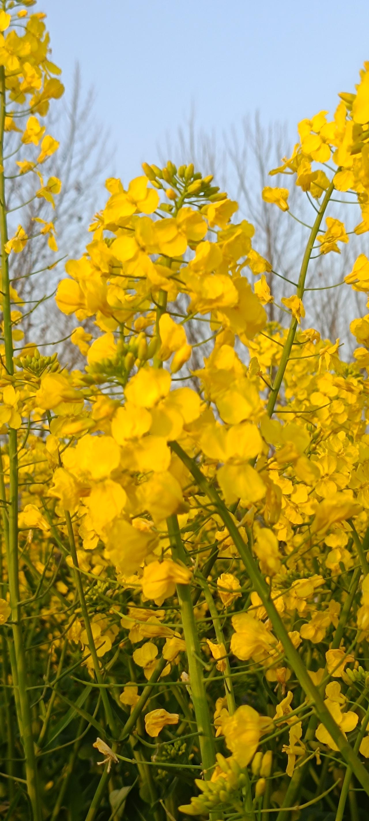 阳春三月，油菜花的魅力真是无法阻挡！就像镇远县都坪镇，千亩油菜花竞相绽放，沿着龙