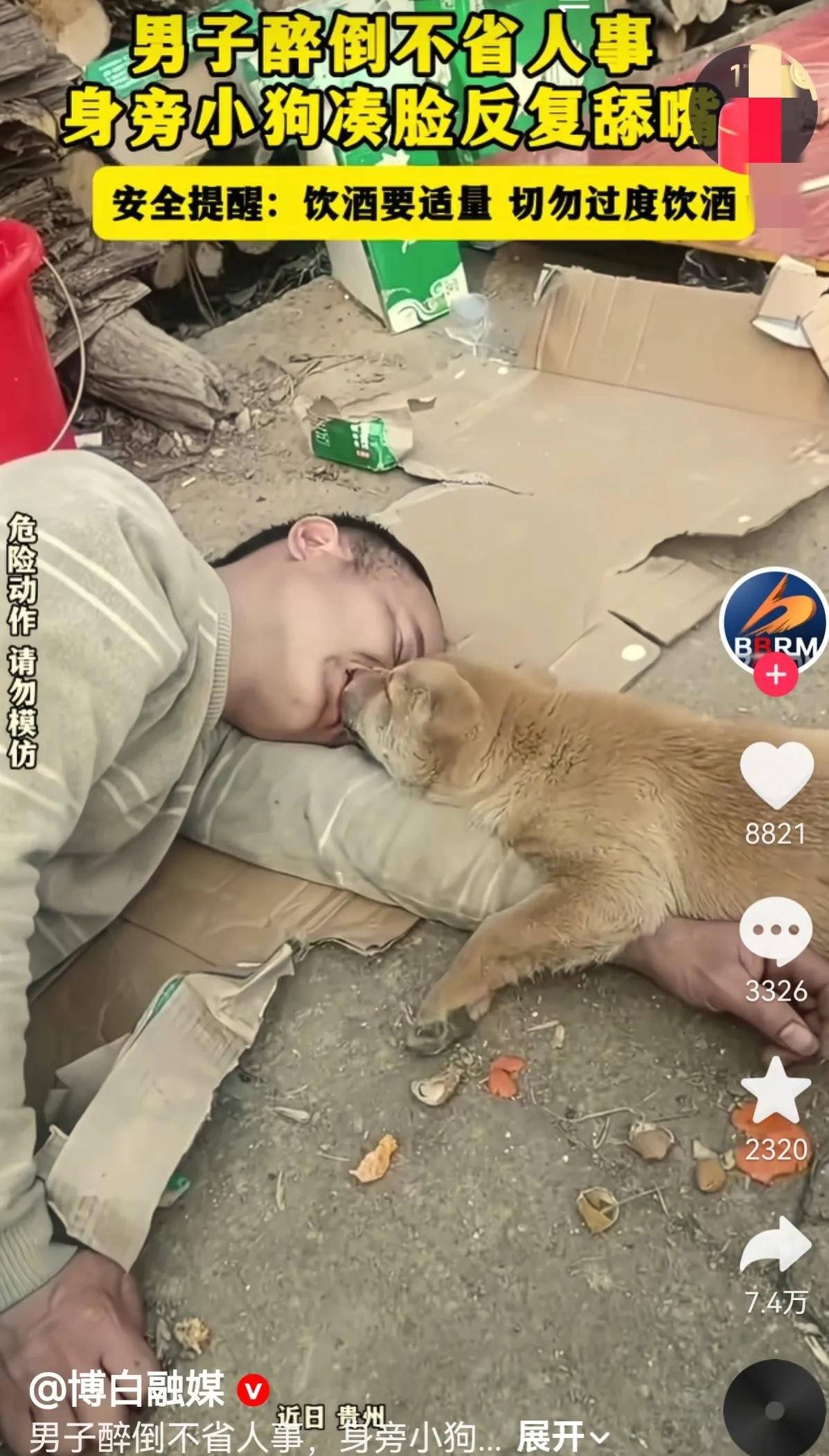 一年轻男子喝醉酒，躺地上睡的不省人事，狗狗挨近男子反复舔嘴，男子仍然没有任何反应