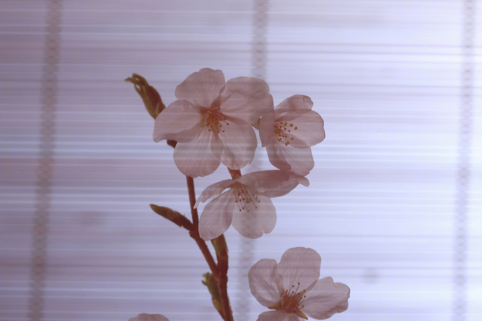 终有一天你回过头，只见红尘万丈，来路无踪。吾从何来？为何到此？你已忘记了自己最初