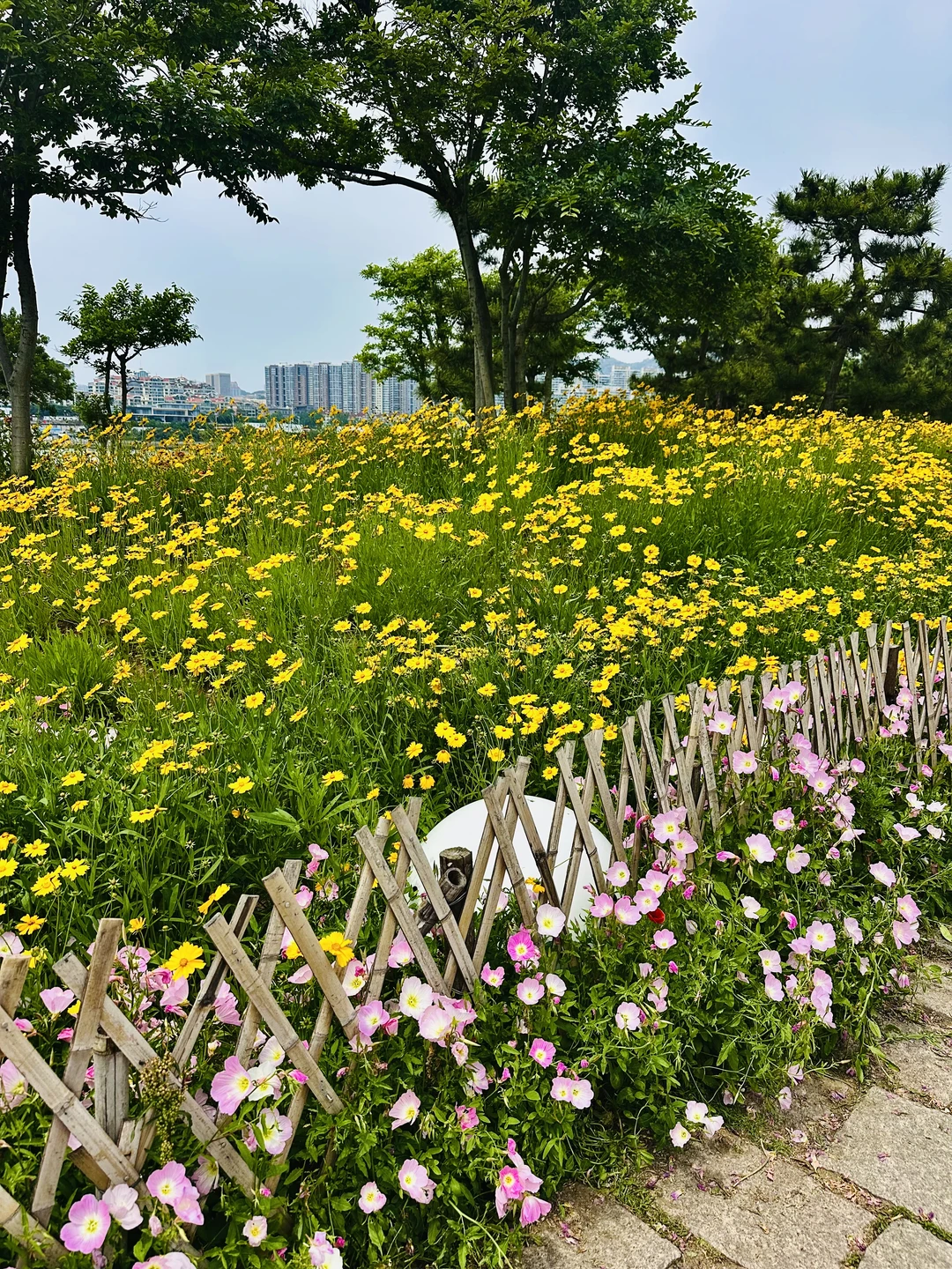 六月的小麦岛已经开满鲜花💐