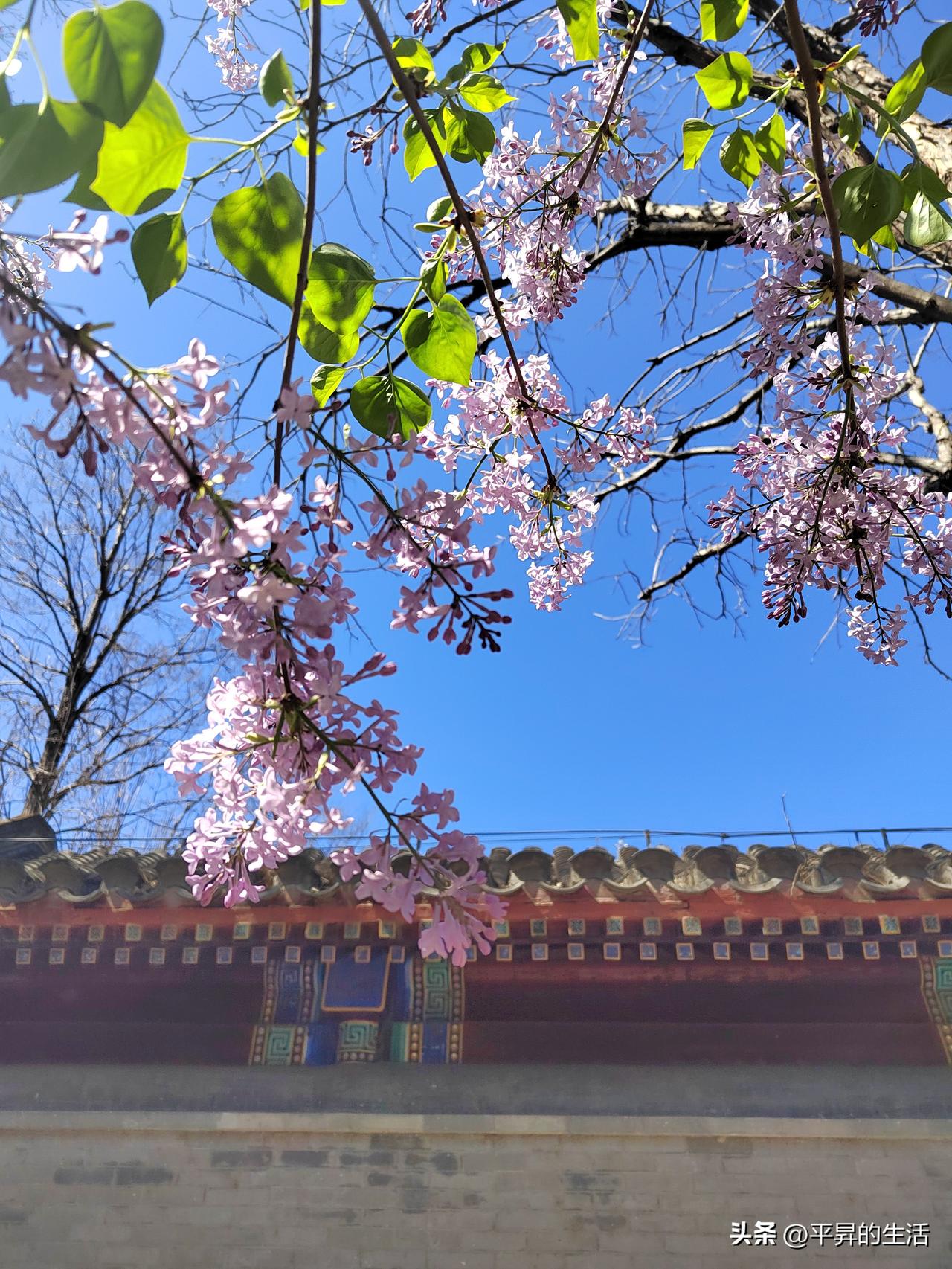 记录我的2026春天的颐和园，是皇家园林与江南春色的完美融合，冰融水暖、百花次第