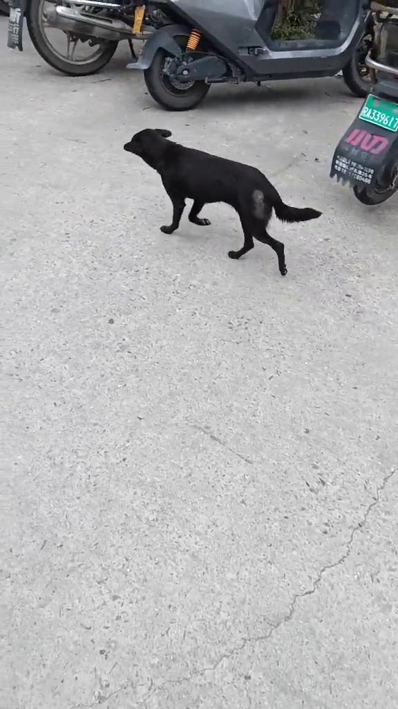 九九重阳，愿你快乐久久，好运久久，幸福天长地久。