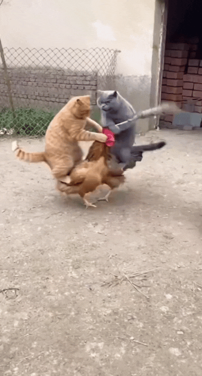 刷到这个AI特效可把我逗乐了，你瞅瞅这画面也太热闹了！橘猫骑着大公鸡，薅着鸡冠子