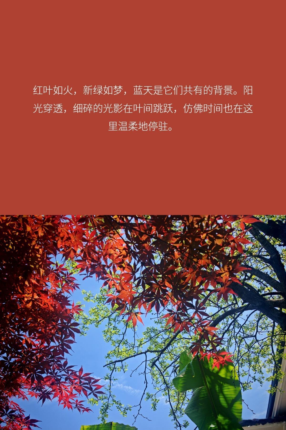 荣耀aimage萝卜手机aimage影像学院荣耀与arri达成战略合作
