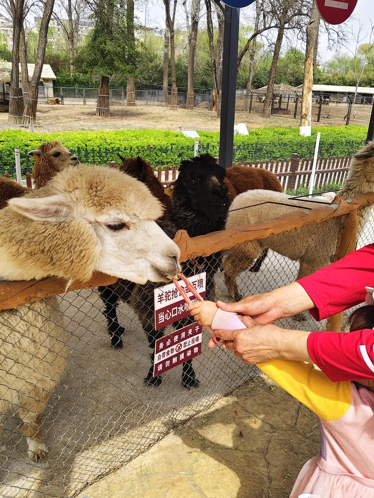 小朋友与动物互动的好地方——羊驼乐园！去济南动物园游玩，里面最惹眼，最受小朋友欢