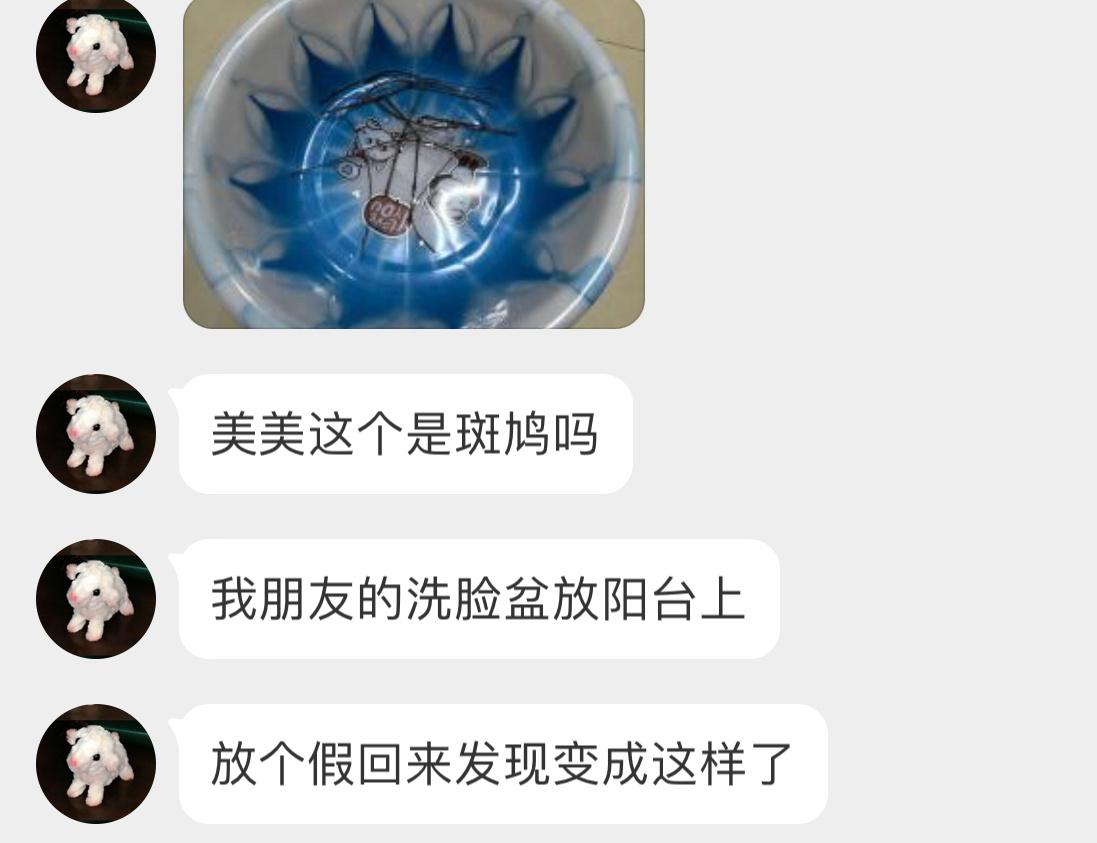#鸟粉投稿# ？？？笑死，放个假回来珠颈斑鸠在盆里都搭好窝了😈 ​​​