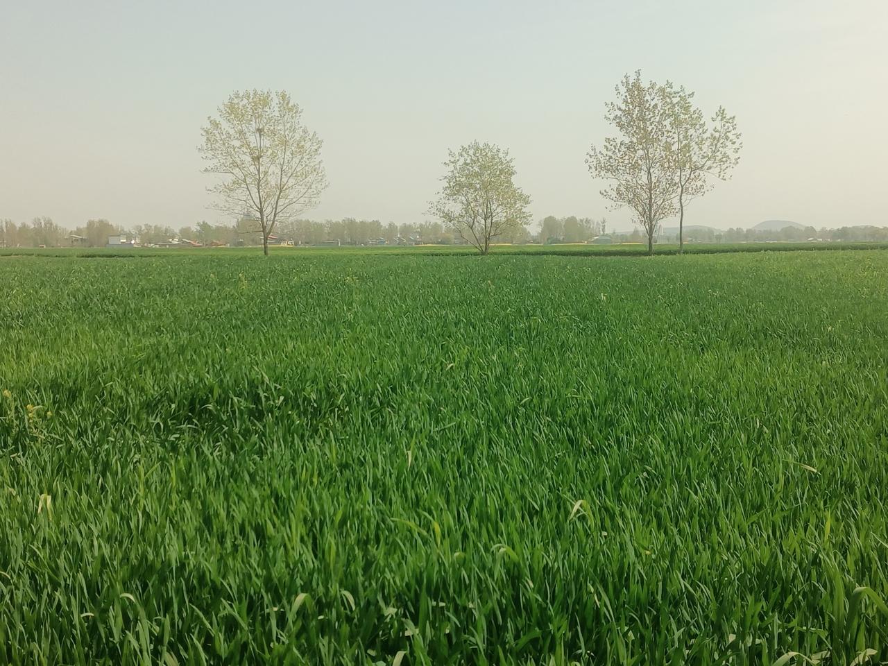 农谚云：“小麦清明拔三节”。今天回老家看到小麦的长势喜人，也是我们种地人最期盼的