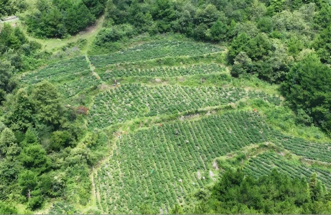 涟江街道龙井村朝天椒喜获丰收！

走进涟江街道龙井村，连片种植的辣椒地铺展于田间