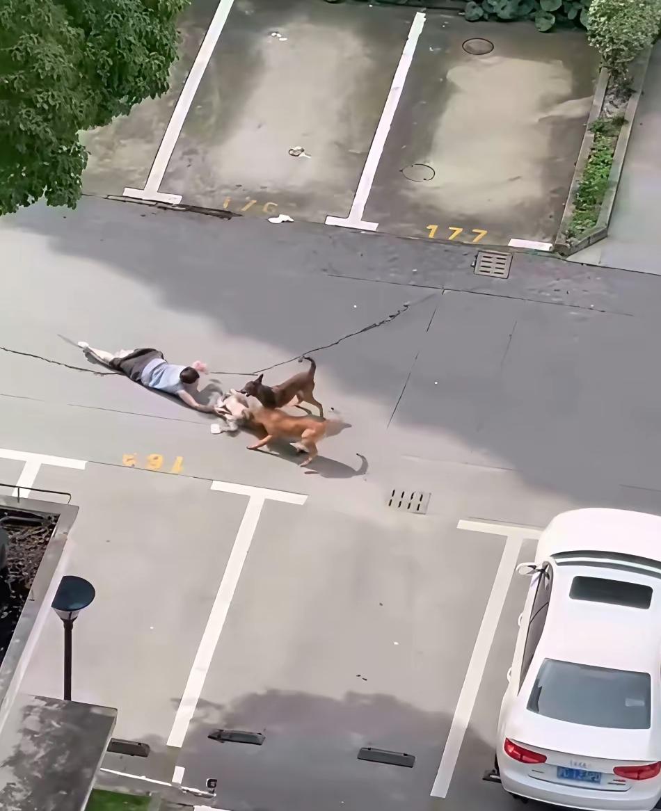 看了上海青浦烈性犬撕咬儿童的视频，真的是很气愤，城市内禁养烈性犬是明文规定，有人