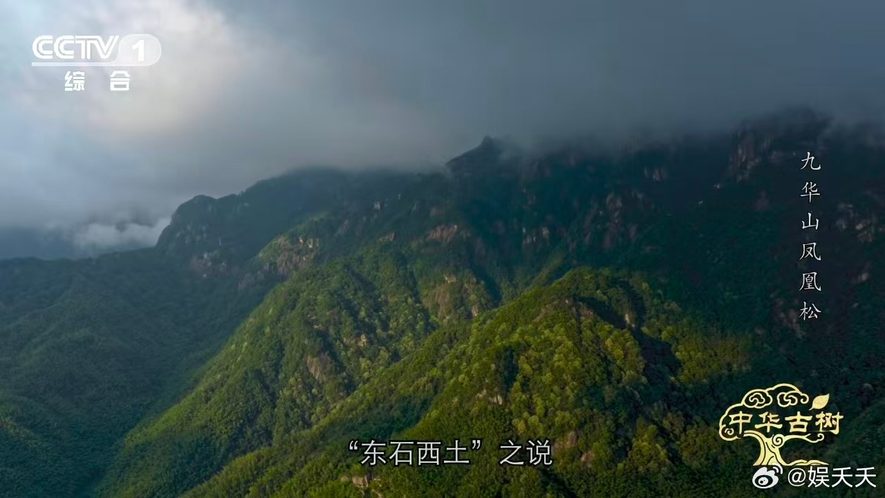 风一吹千年古松秒变展翅凤凰 三股主枝，一股做头，一股做尾，两股做翅膀。这不是树，