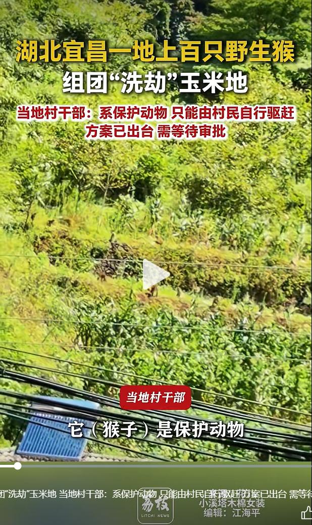 2026 年 8 月 17 日，湖北宜昌樟村坪镇多位村民通过网络视频反映，自家种