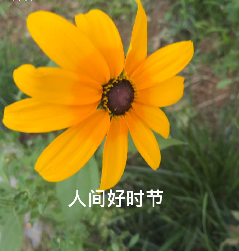 今日出去溜达，发现草坪上开着一颗黄色的小花，亭亭玉立在一片绿色的草丛中迎着朝阳问