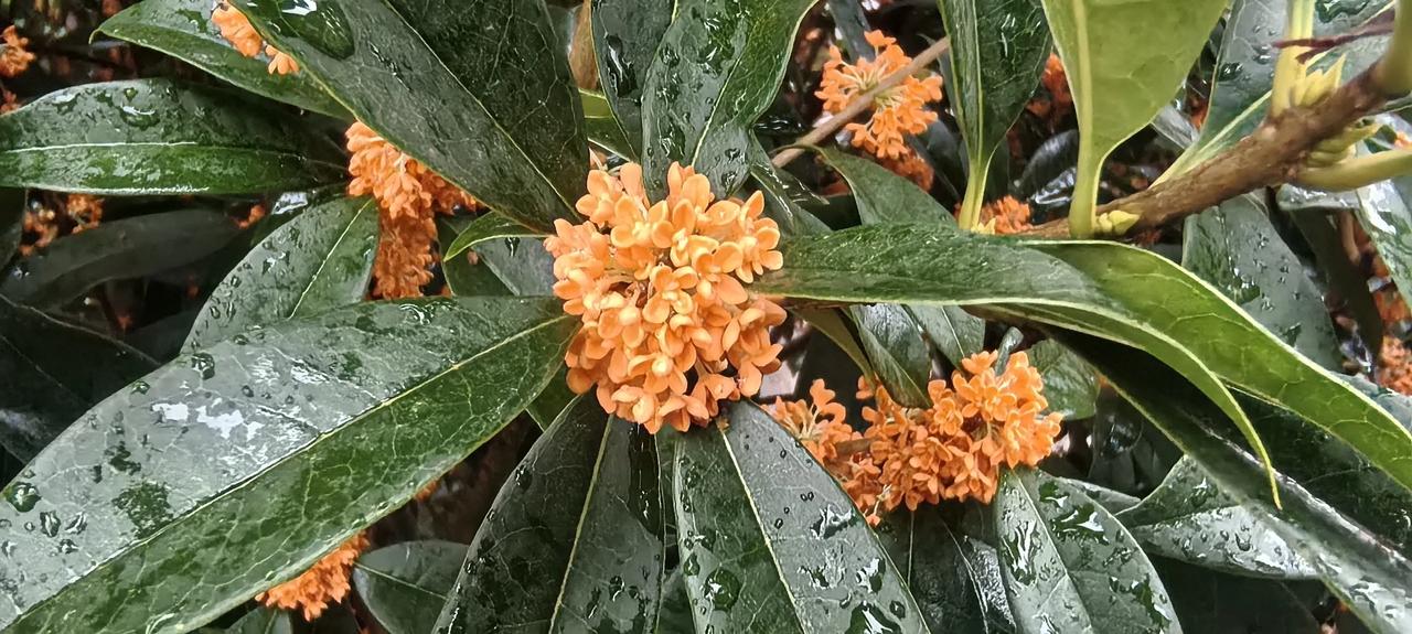 我家的金桂花开爆了
秋风悄然而至，我家院子里那株金桂，一下子就开爆了。
远远望去