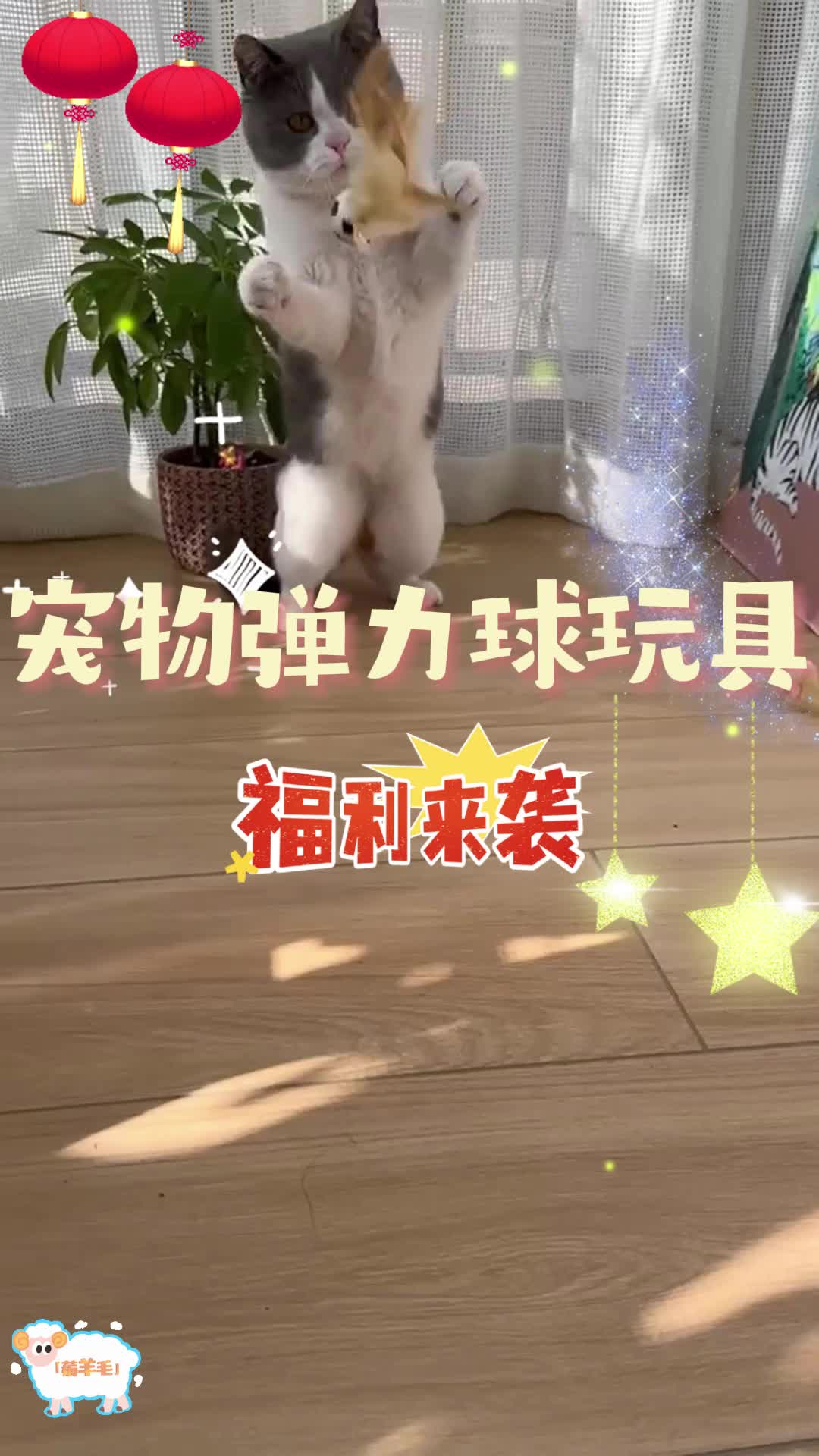 有了这个弹球逗猫玩具，猫咪竟然会打篮球了