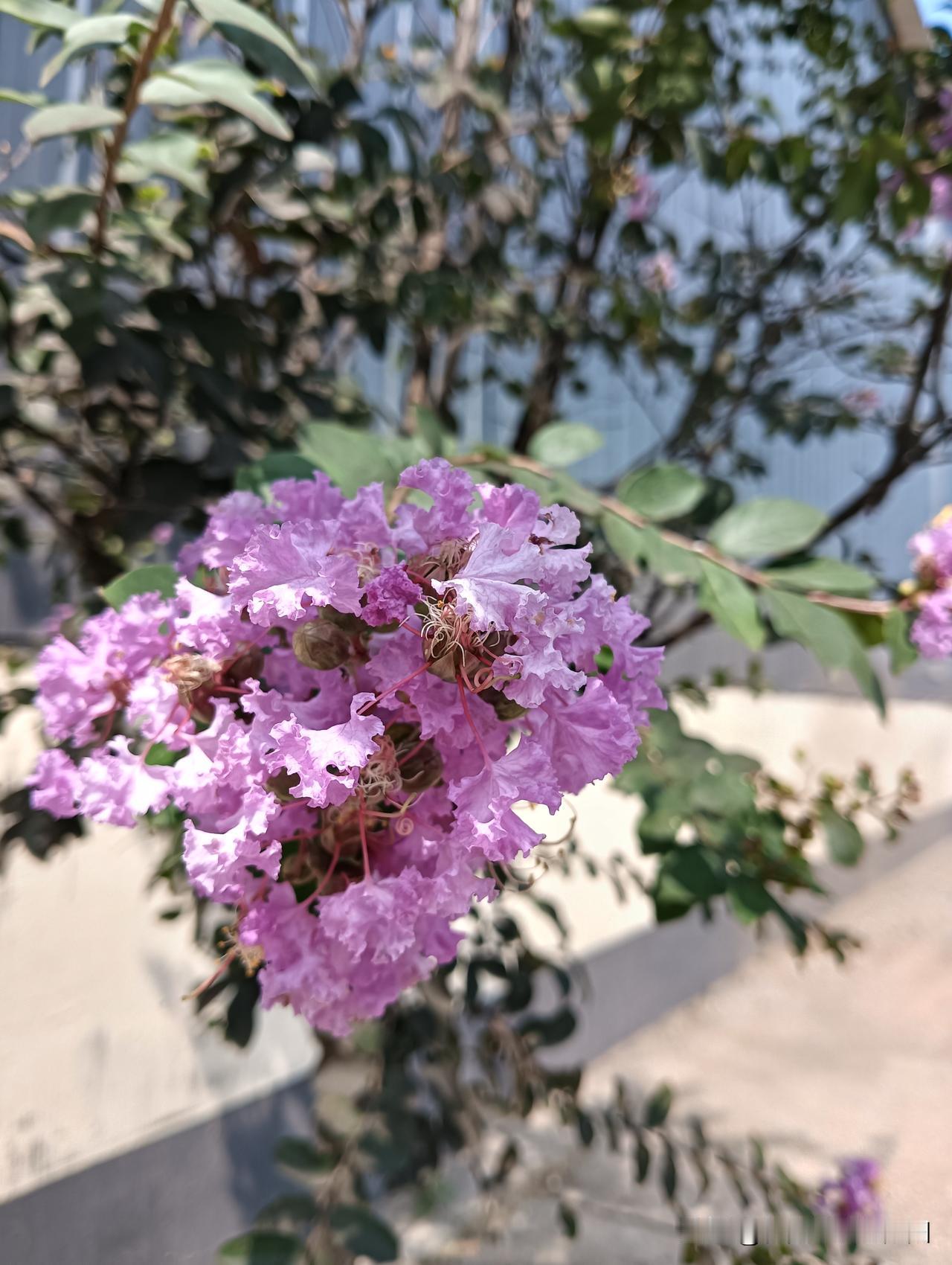 分享随手拍的漂亮紫薇花太美了紫薇花🌸，美了美了，爱了爱了！[呲牙]