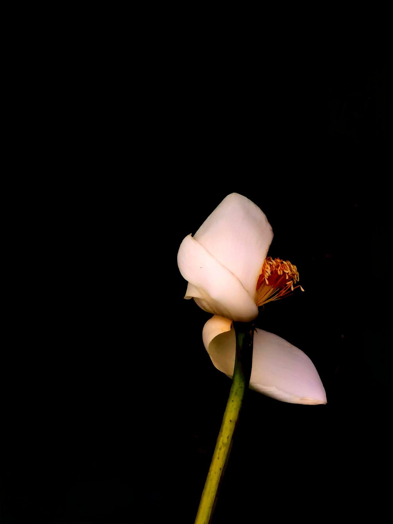 洋泾湖的白莲花，在晨曦中。公园洋泾湖 洋泾湖 白莲花 荷花