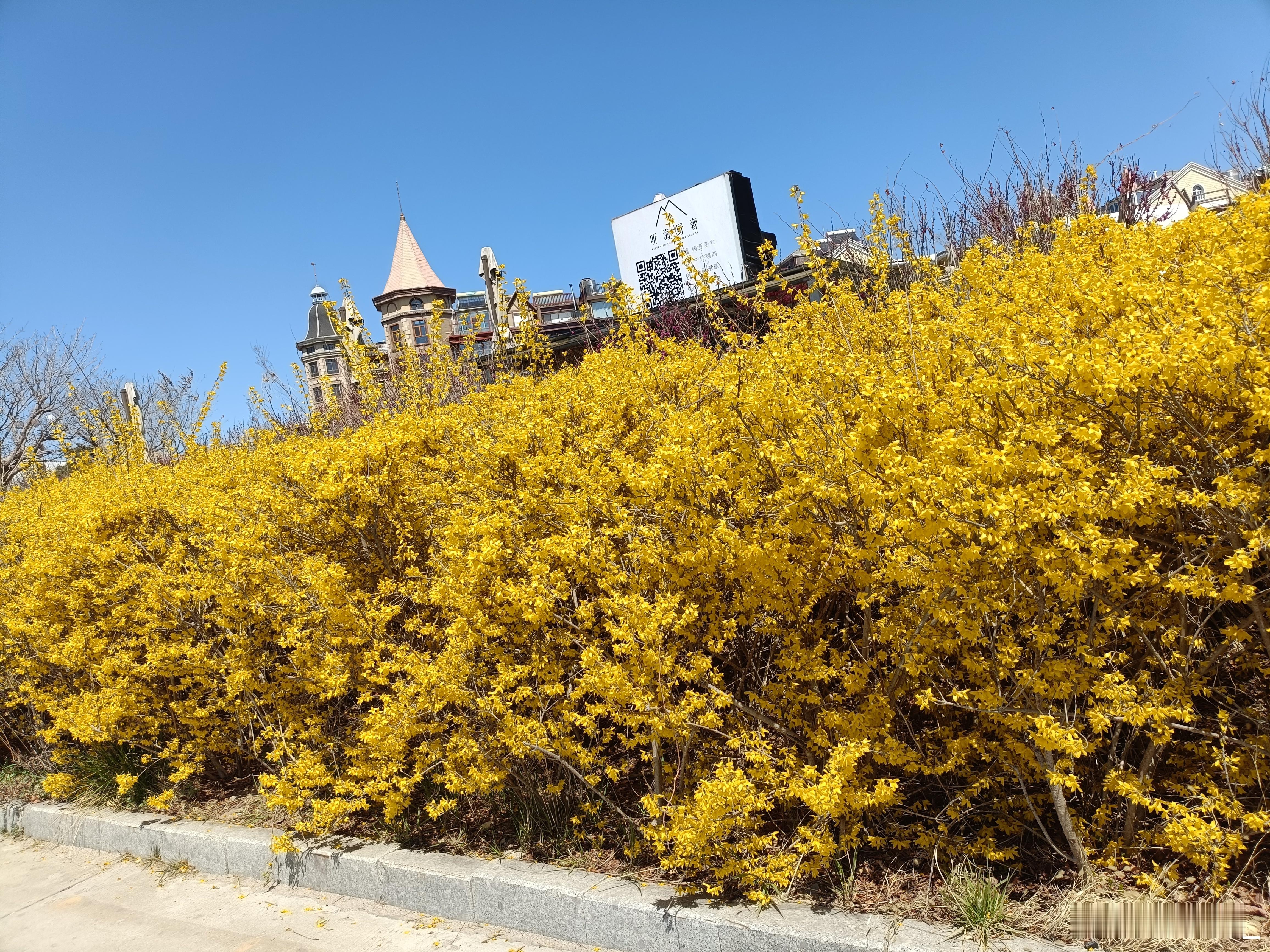海鸥🕊️飞处彩云飞，千里千寻的铁轨🛤️延伸海🌊的尽头！烟台，我的第二故乡，