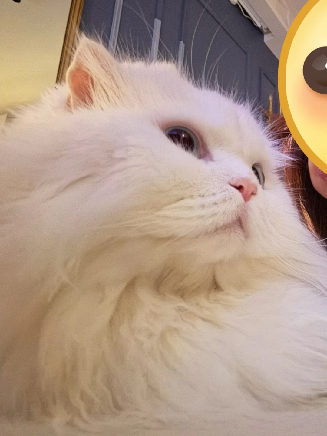 pp独美