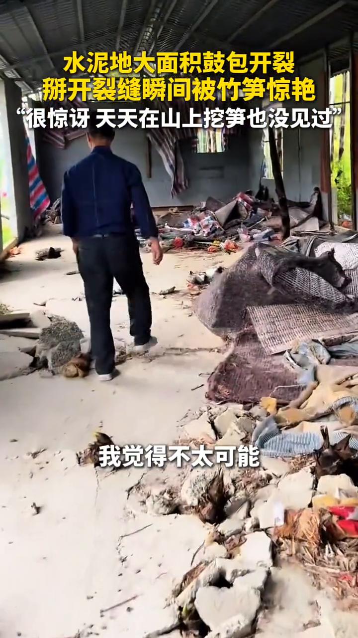 水泥地大面积鼓包开裂，掰开裂缝瞬间被竹笋惊艳。
近日安徽广德。我当时进去的第一反