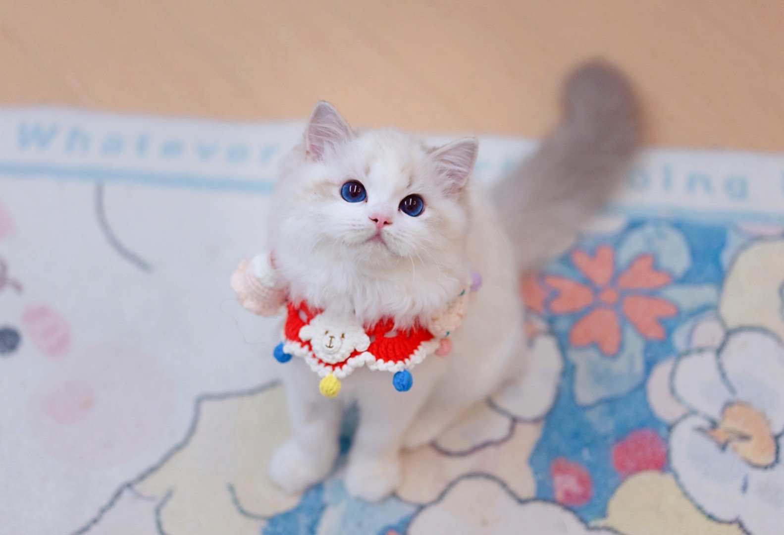 冰淇淋🍦小猫🐈越来越可爱 ​​​