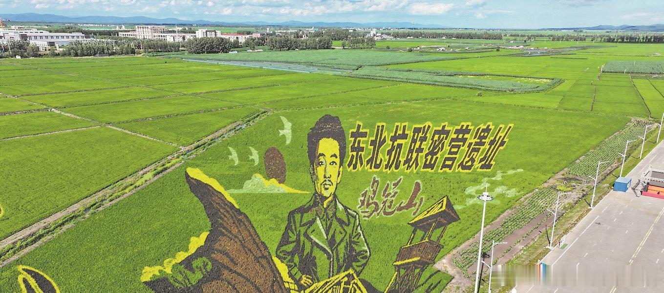 新时代新龙江寻美黑龙江 盛夏时节，哈尔滨各县区黑土地上的多彩稻田画迎来最佳观赏期