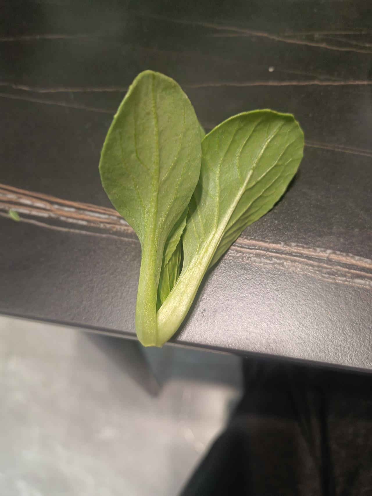 请欣赏6岁女儿用青菜造句。
刚刚老公买了一兜青菜，看到青菜，我突然想起来最近网上