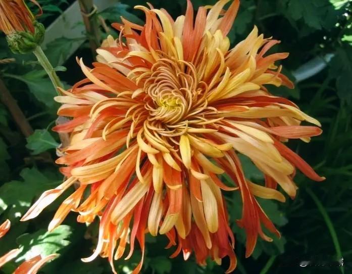 喜欢拍花拍草，因为在花草世界里，看到的全是快乐，捕捉瞬间美好，点亮平凡日子，心情