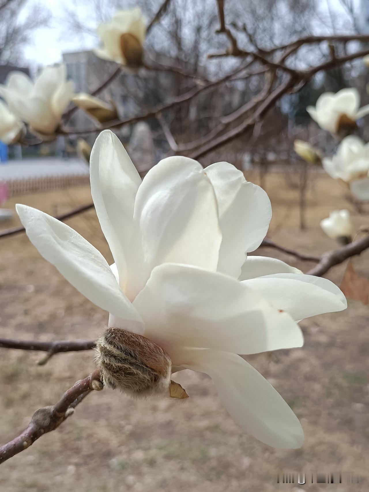 年华似水不回头，只记快乐不记愁。
是非恩怨随风走，烦恼忧愁抛脑后。
老来万事随他