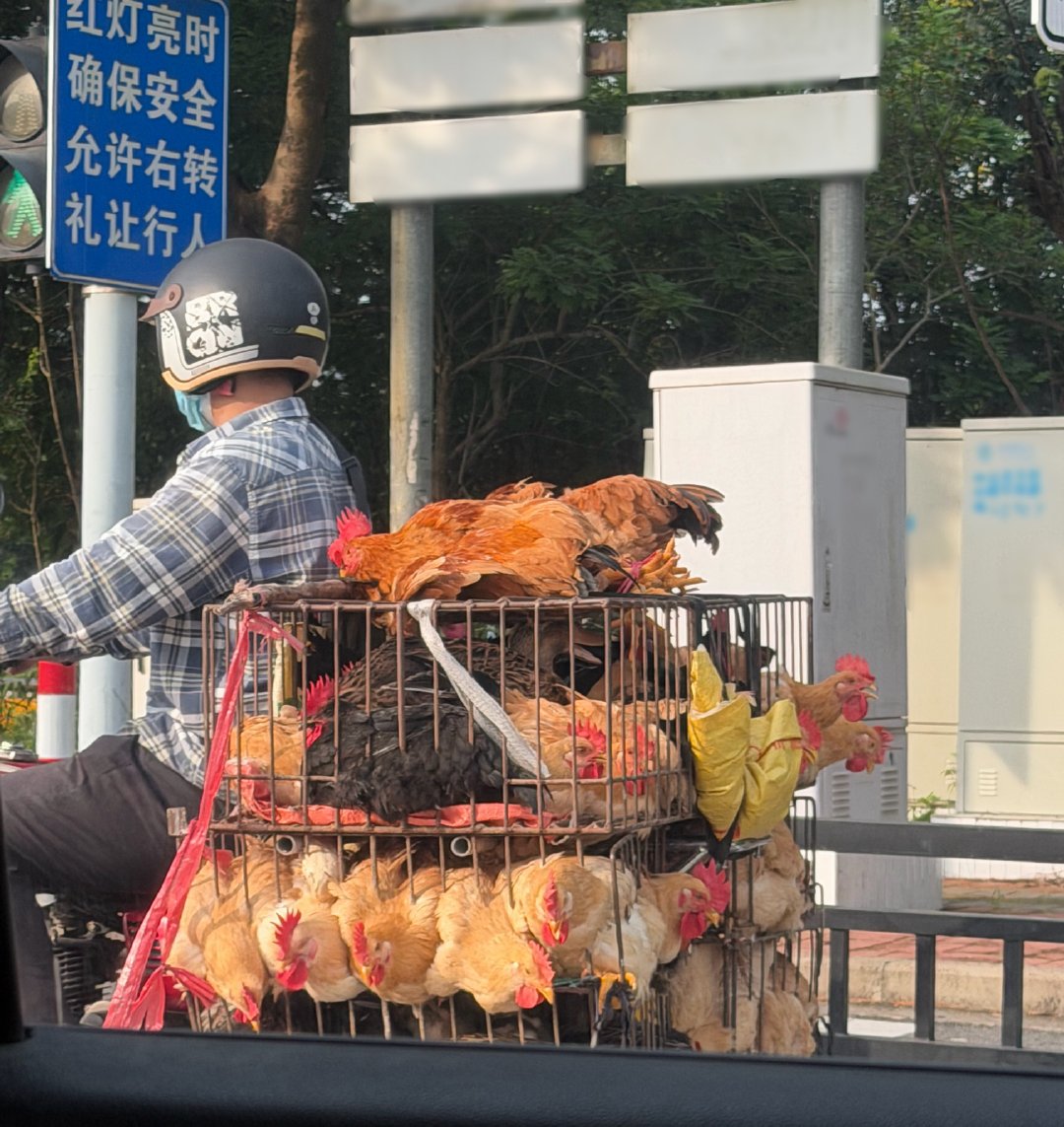 哦～可怜的🐔～看着肉质肥美