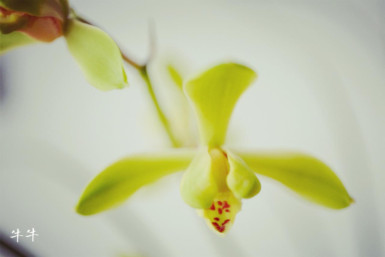 就要浅碧深红色，自是花中第一流！大A4500家飘绿[强]请欣赏碧龙红素，红杆红舌