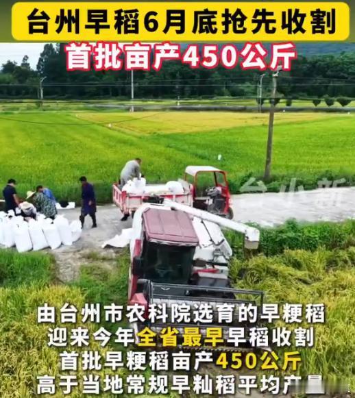 【浙江早稻第一镰拉开丰收序幕】临海千亩早粳稻开镰收割，斩获浙江早稻第一镰，以亮眼