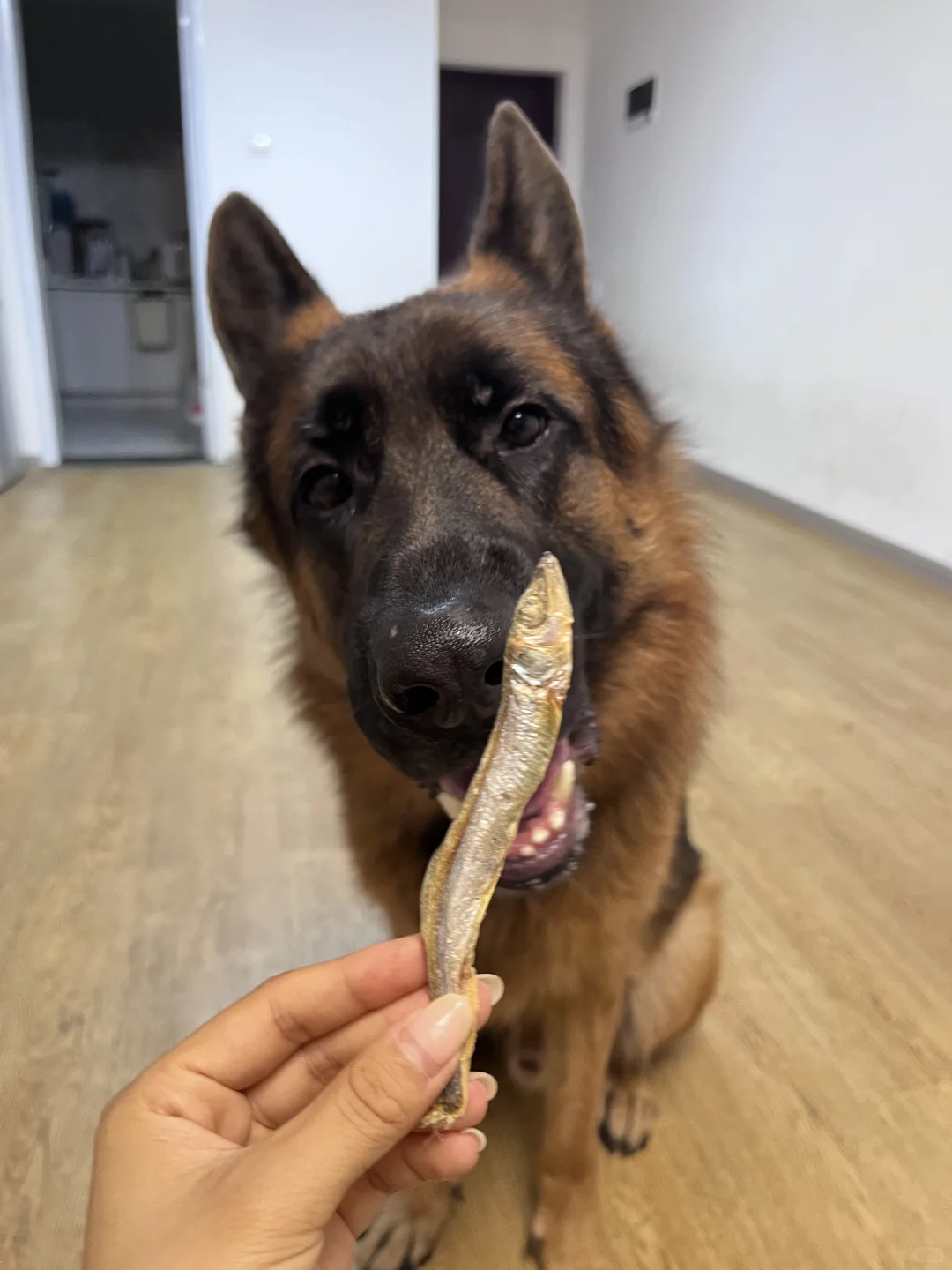 姨姨们，小鱼干就能把我带走的喔😋