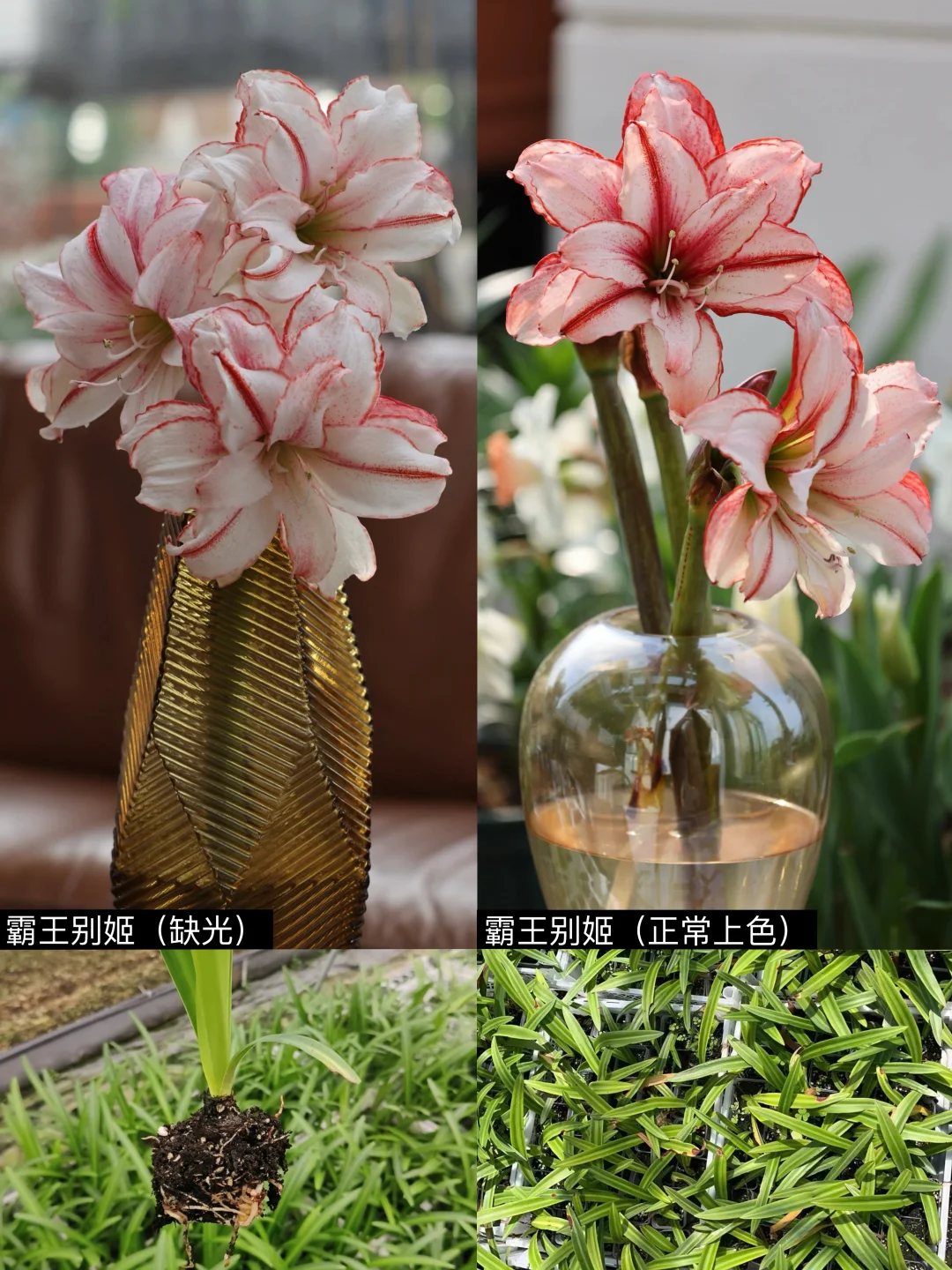 【上新】朱顶红霸王别姬（白鬼/鬼魅plus）小苗