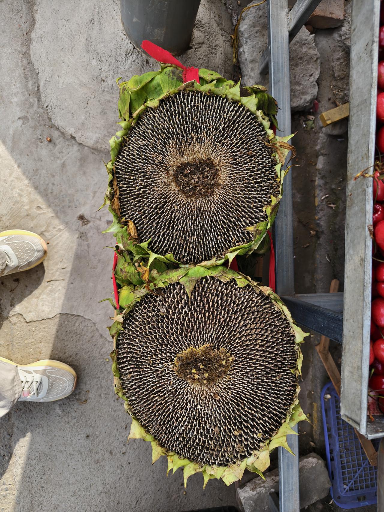 哇噻，晨跑回来，我这运城盐湖西街早市，看到一家人在卖这新鲜的向日葵，每顶10元一