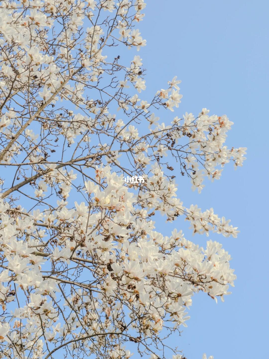 还在等法喜寺的白玉兰吗❗️❗️这里的已经盛开