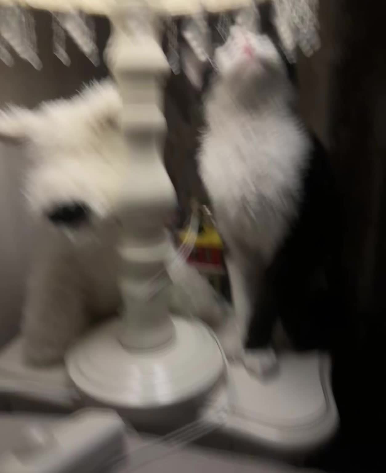 人 咪喜欢你