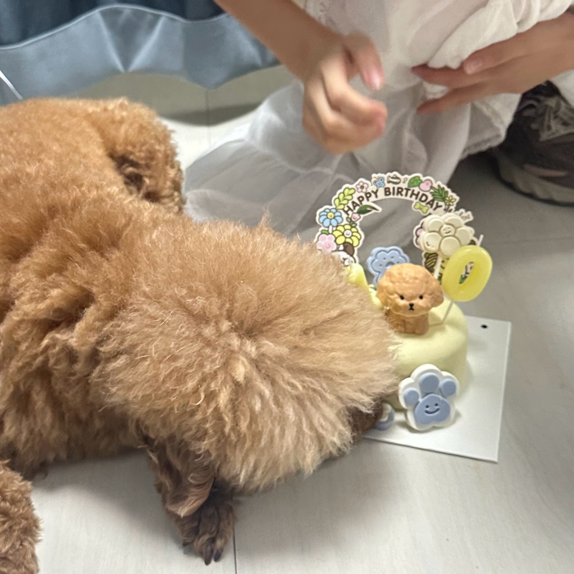 十岁的小寿星🎂 