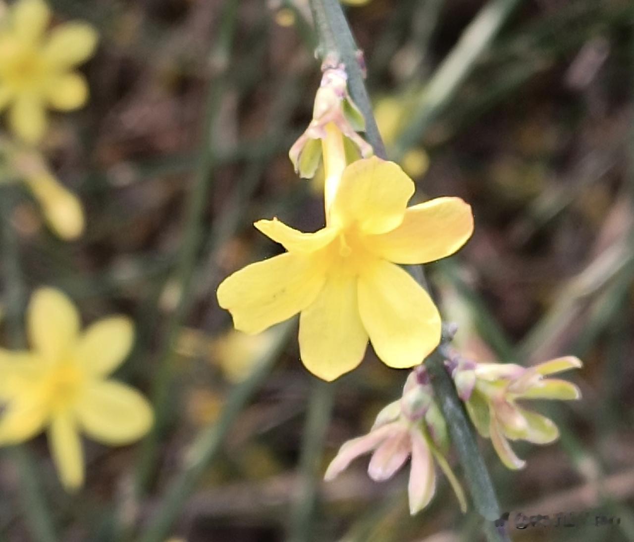 一朵黄色的迎春花在风中摇曳。