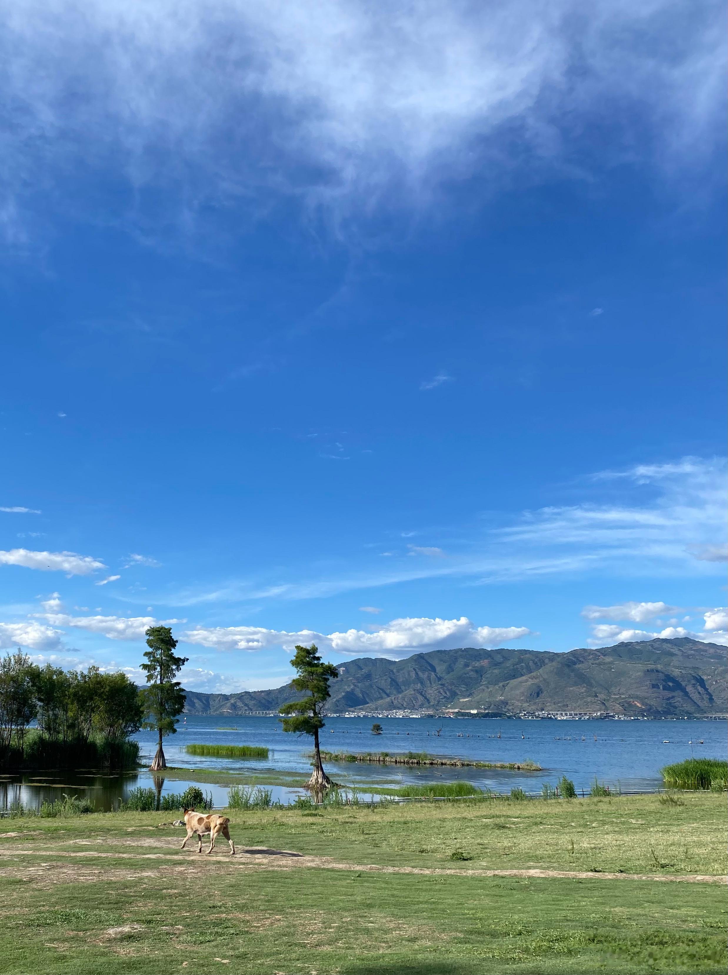 #旅行[超话]# 夏天的洱海边适合骑行。在洁净的空气中深呼吸，体验一把海阔天空。
