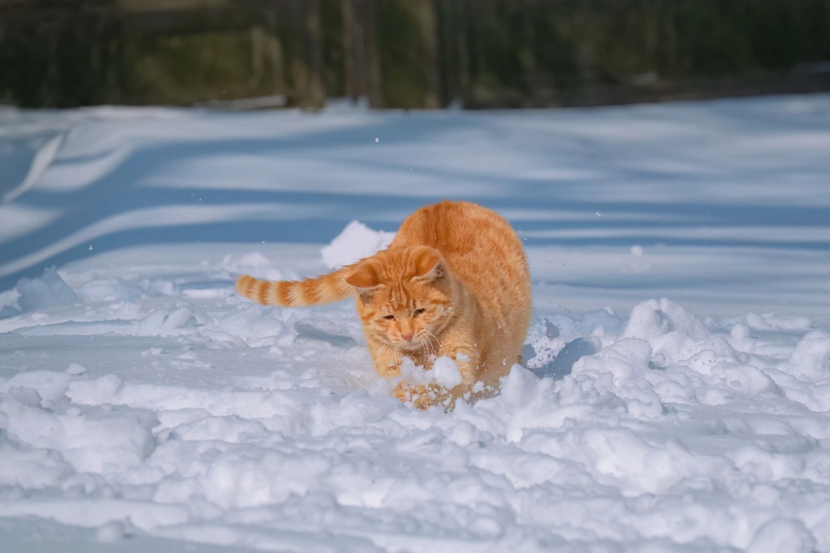 南方小橘在雪里玩疯了