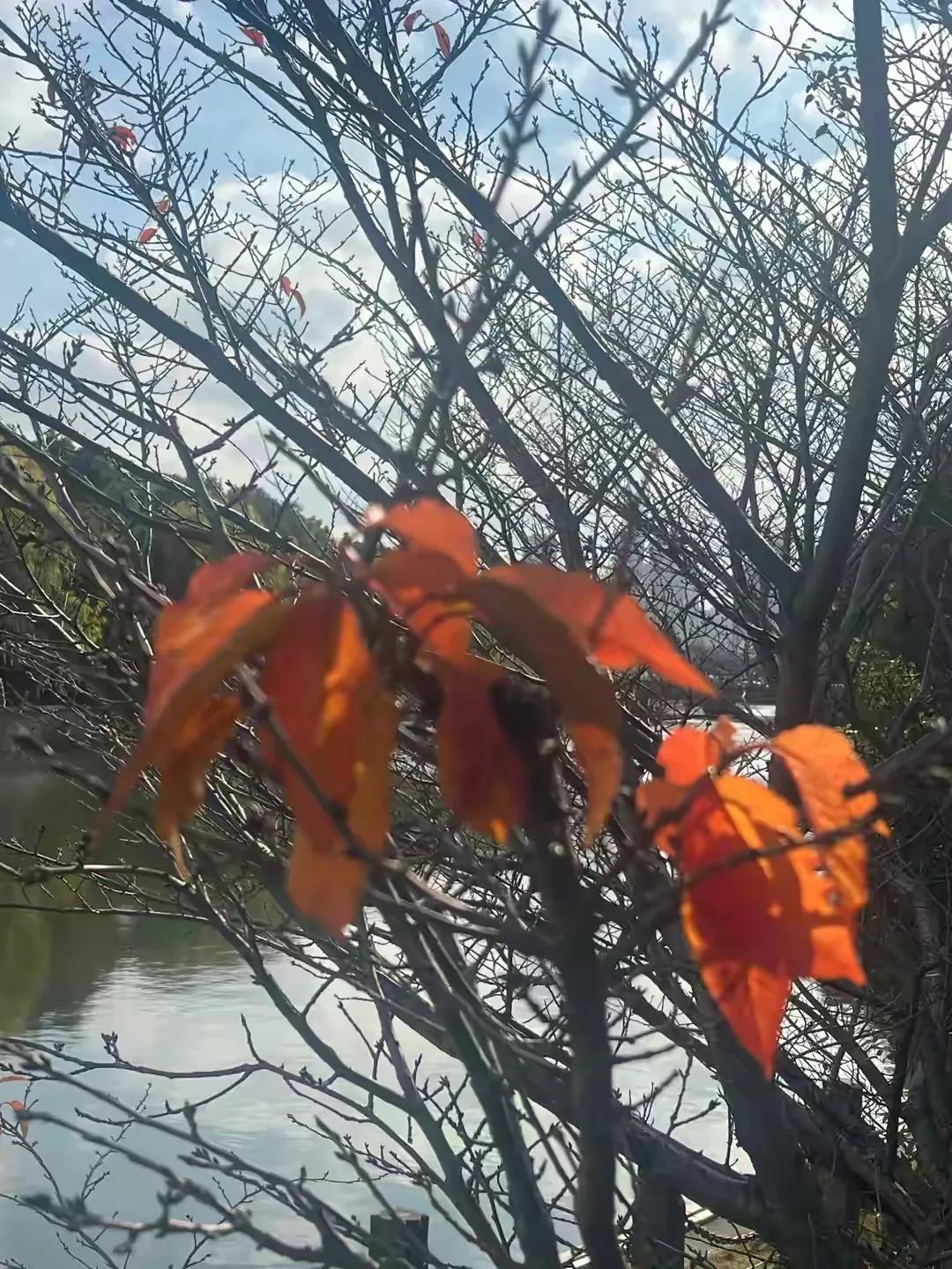 读君佳作心智添，
诗句灵动妙空前！
避想丰富活灵现，
落叶续春笑新颜！
🙏🏻