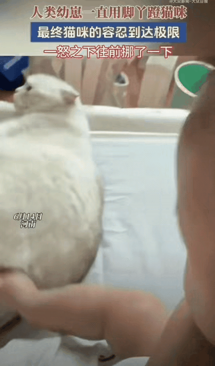 主打一个敢怒不敢言，猫：我脾气再爆，也不敢对人类幼崽下手😂软萌猫崽