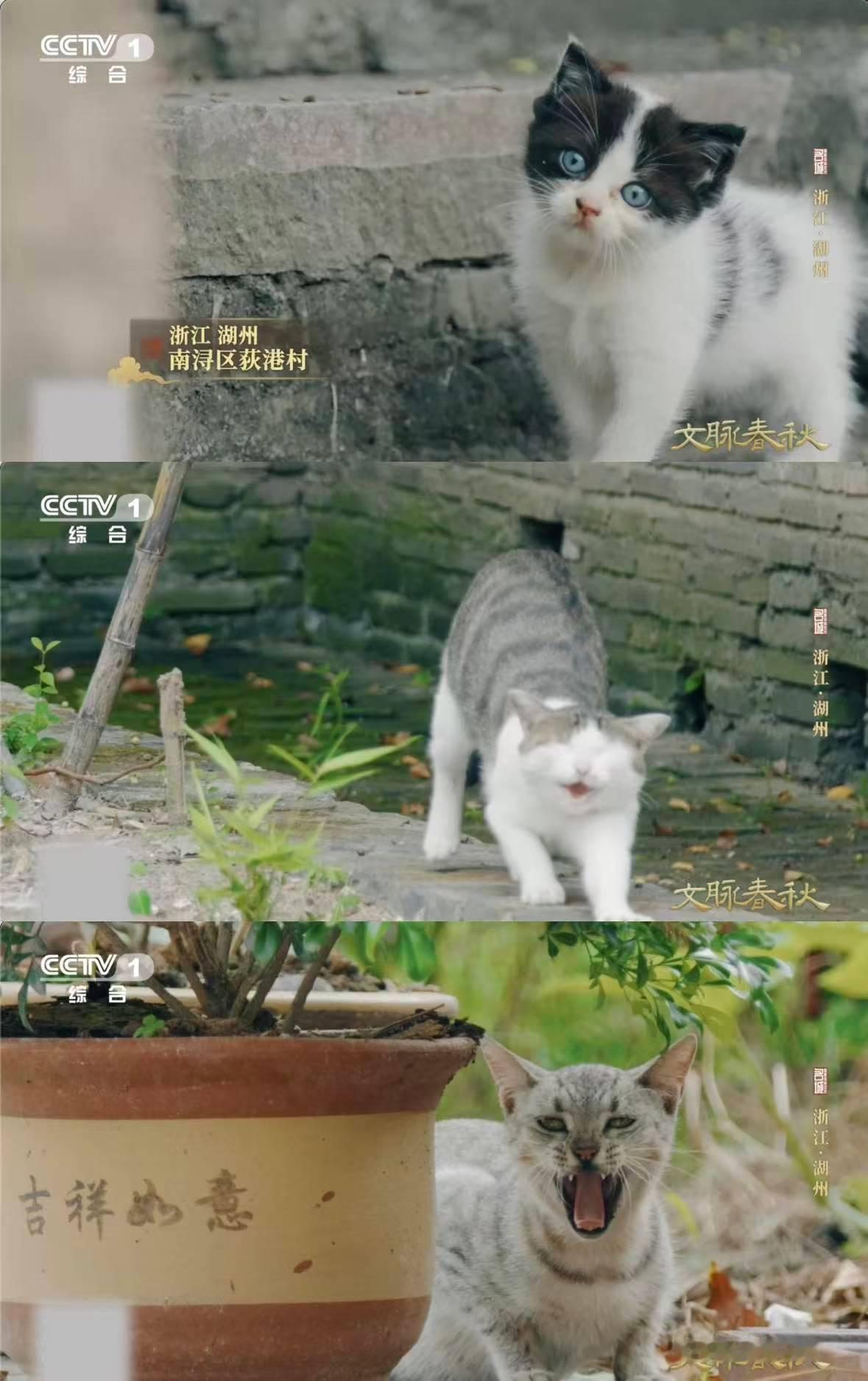 村里贴满小猫窗花 猫不仅是宠物，在湖州更升华为“文化共生图腾”。它连接着娇贵的蚕