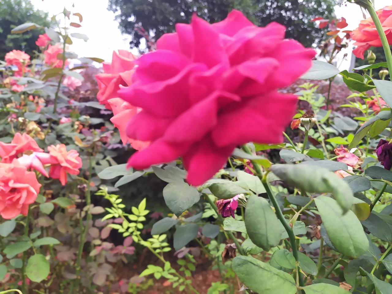 姜维忠蜀清亷洁，晚期杰出政治家！
姜维天水(郡)冀县人，随母生活幼失父。父亲姜冏