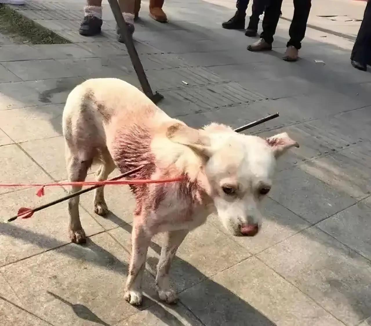 狗狗，
人类的忠实朋友，
乱箭穿身，
血流满身，
无限期吩，
世人施救，
救救它