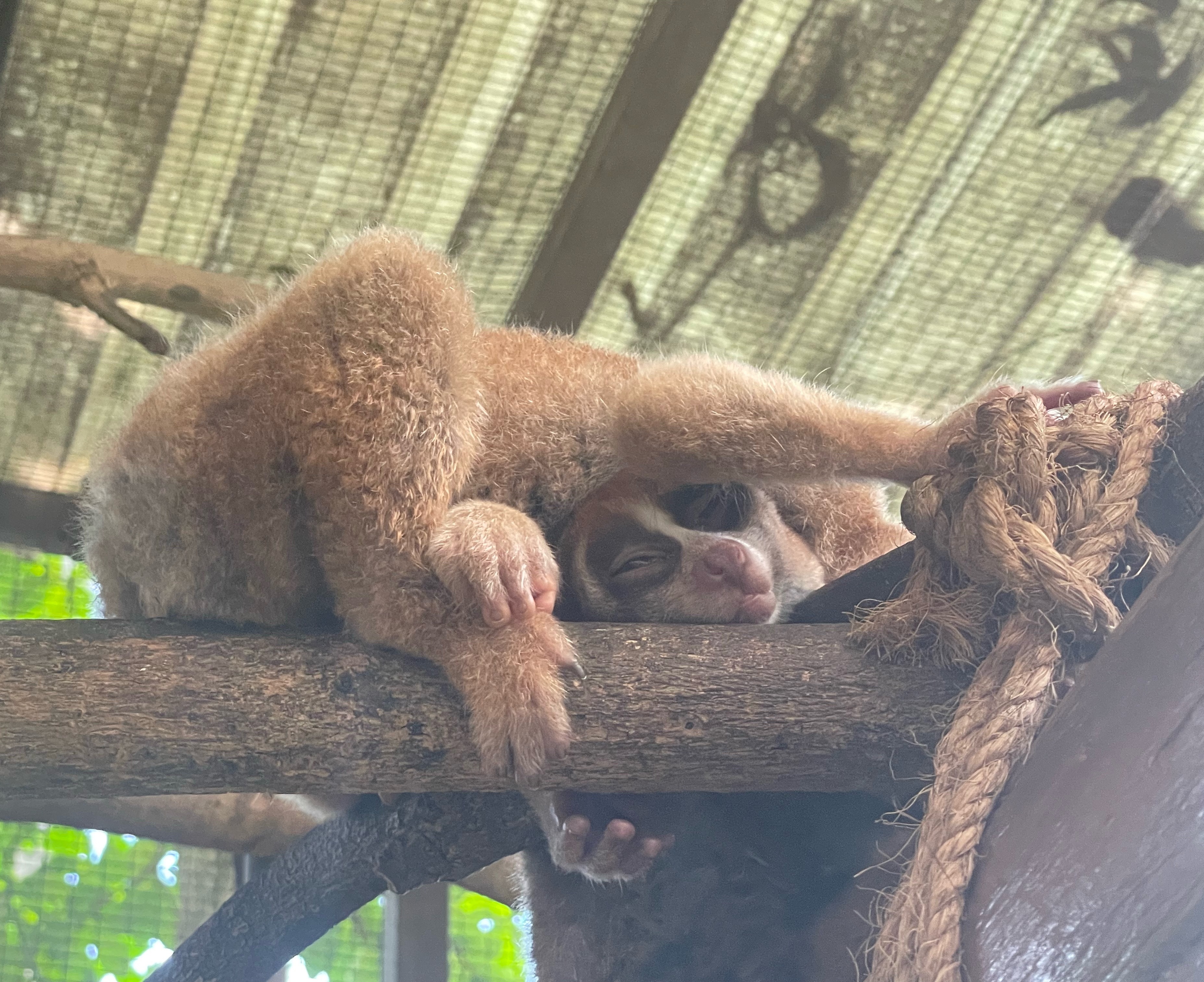 以奇怪的睡眠姿势祝大家晚安