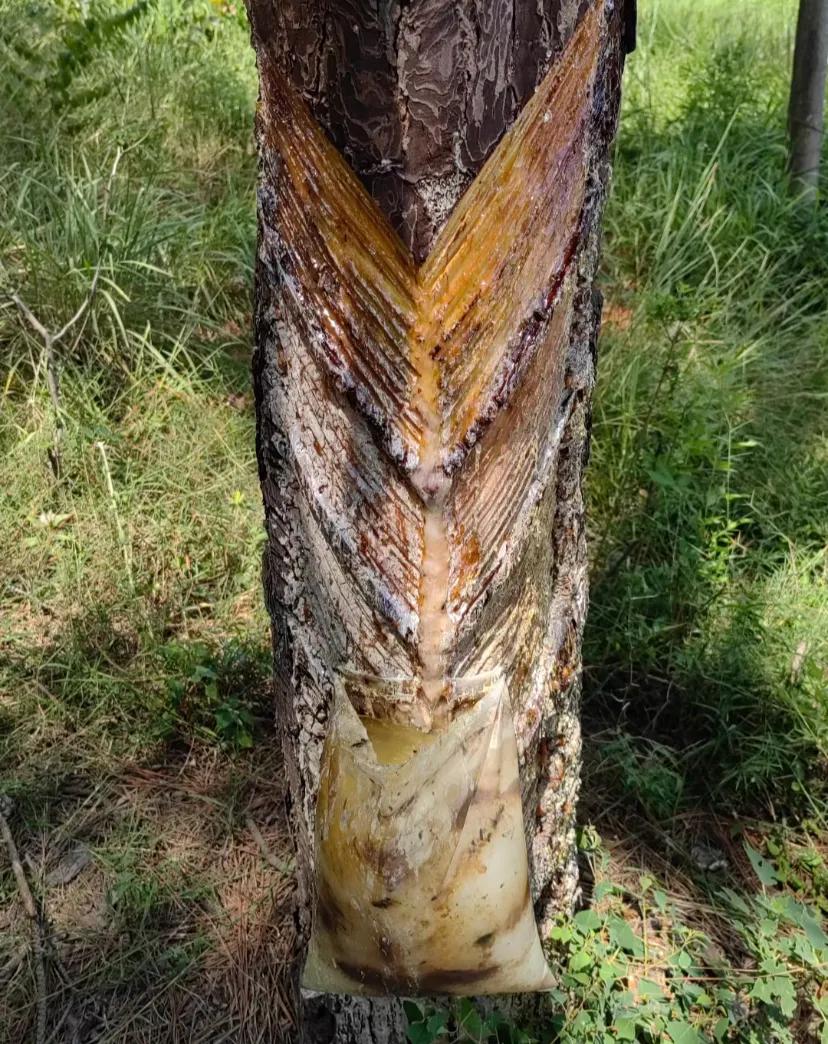 割松脂的人是忘记来收了吗?
远远看到马尾松林子里奇奇怪怪呃，走近才知道是收集松脂
