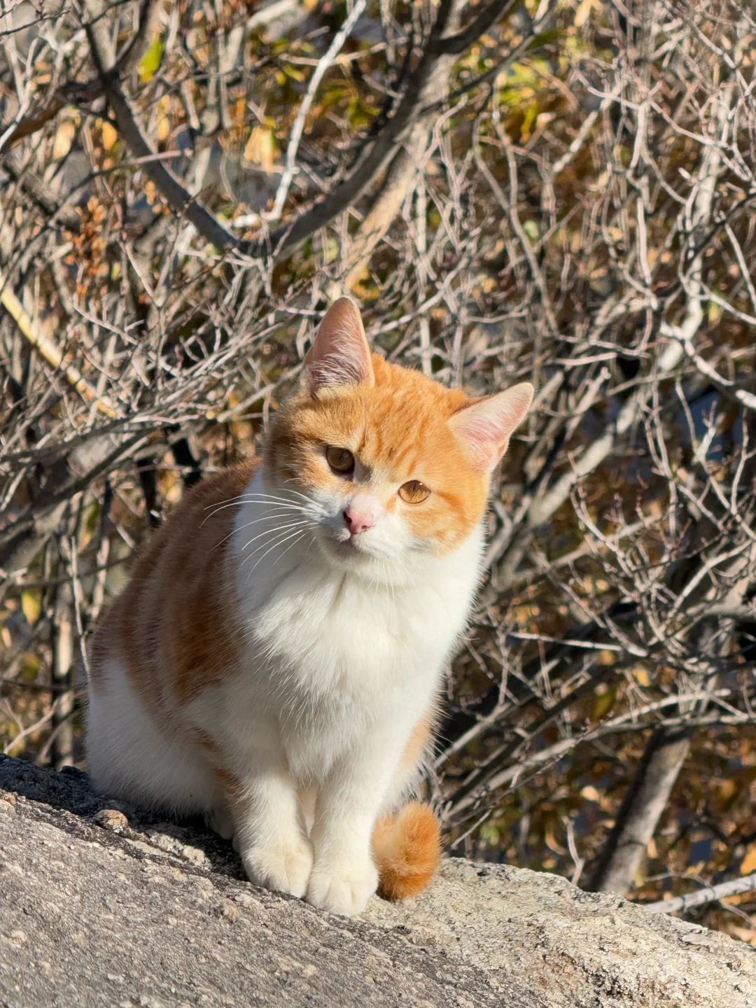 华山山神🐱