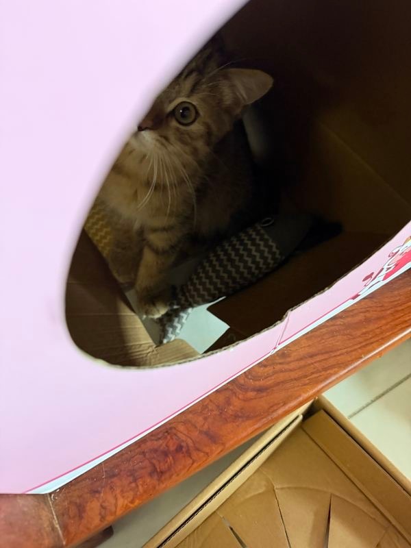 15751只狸网页链接对的对的小肥猪把牛奶箱坐塌了 缟纻也是立马下单了新的纸箱 