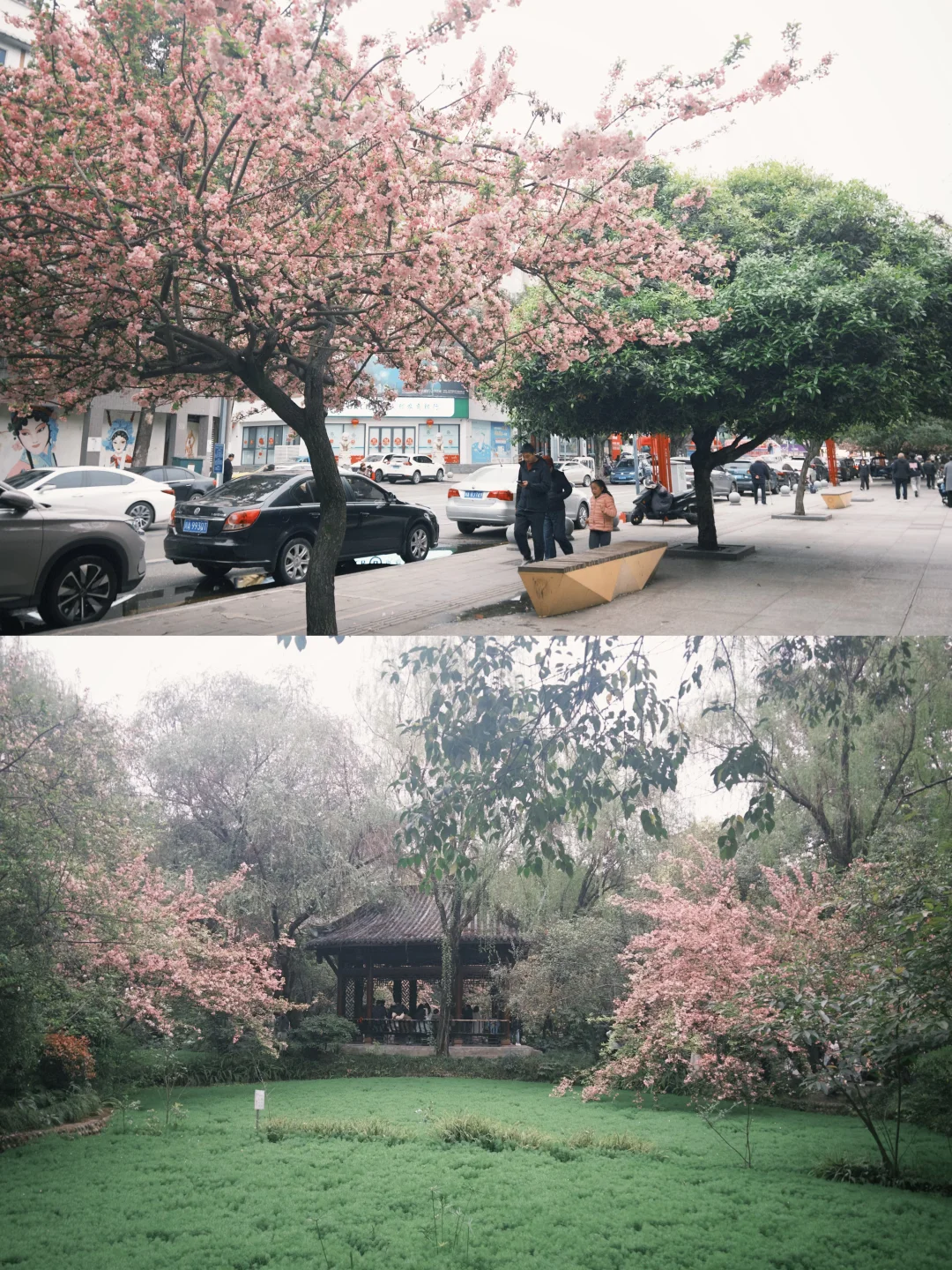 春天的棠湖公园🌸